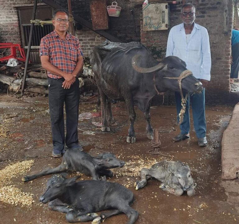 अहो आश्चर्य ! म्हशीने दिला तिळयांना जन्म