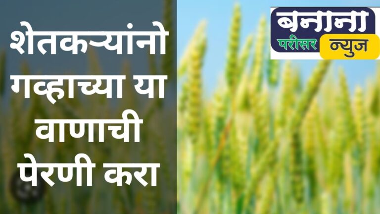 रब्बी हंगामात गहू लागवड करताय ? ‘या’ सुधारित वाणांची पेरणी करा, विक्रमी उत्पादन मिळणार, वाचा सविस्तर
