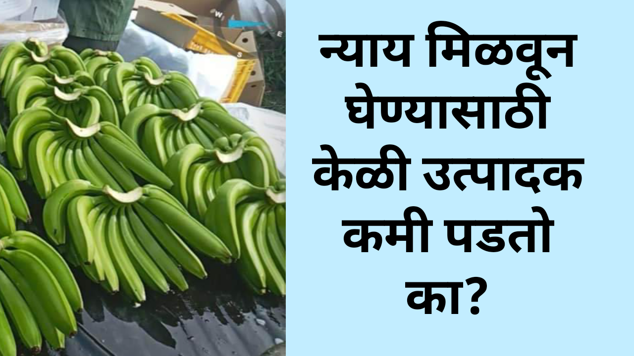 न्याय मिळवून घेण्यासाठी केळी उत्पादक कमी पडतो का?